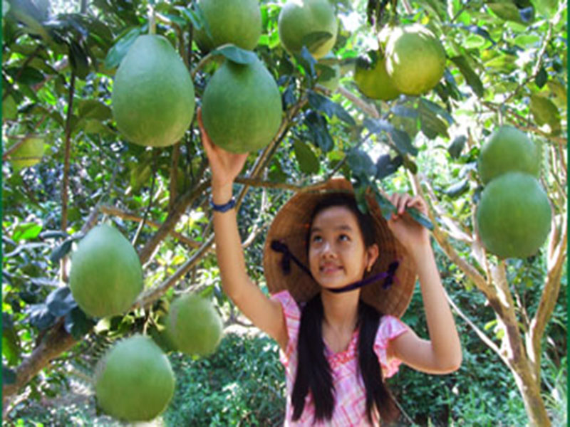 Cây bưởi cho con